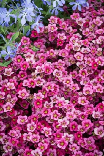 Камнеломка Арендса Марто Роуз | Ломикамінь Арендса Марто Роуз | Saxifraga Arendsii  Marto Rose